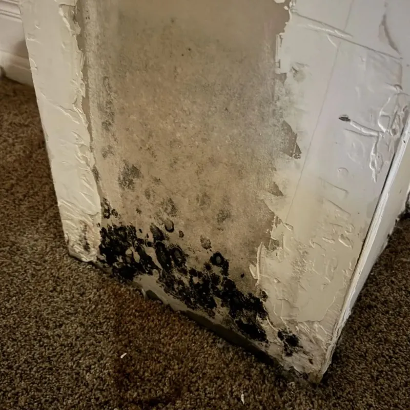 Professional Mold Removal in San Mateo County, CA